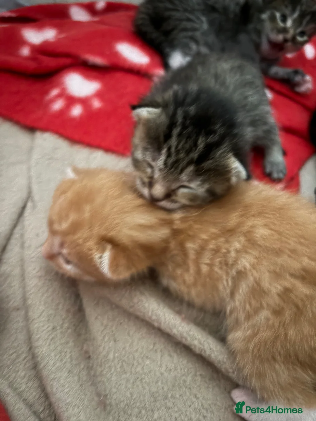 Mixed Breed cats for sale: Male and female kitten for sale  - Advert 2