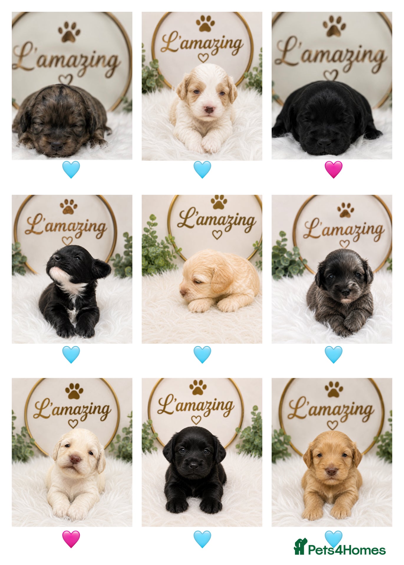 Cockapoo dogs 5* rated licensed vet approved F2b Toy Mini pups - Advert 1