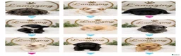 Cockapoo dogs for sale: 5* rated licensed vet approved F2b Toy Mini pups - Advert 1