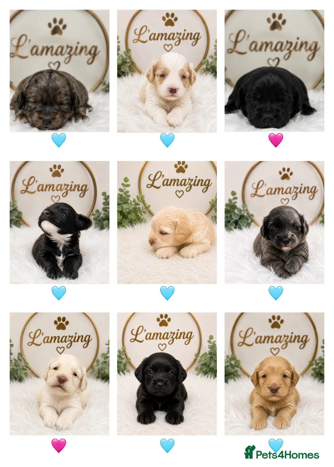 Cockapoo dogs for sale: 5* rated licensed vet approved F2b Toy Mini pups - Advert 1
