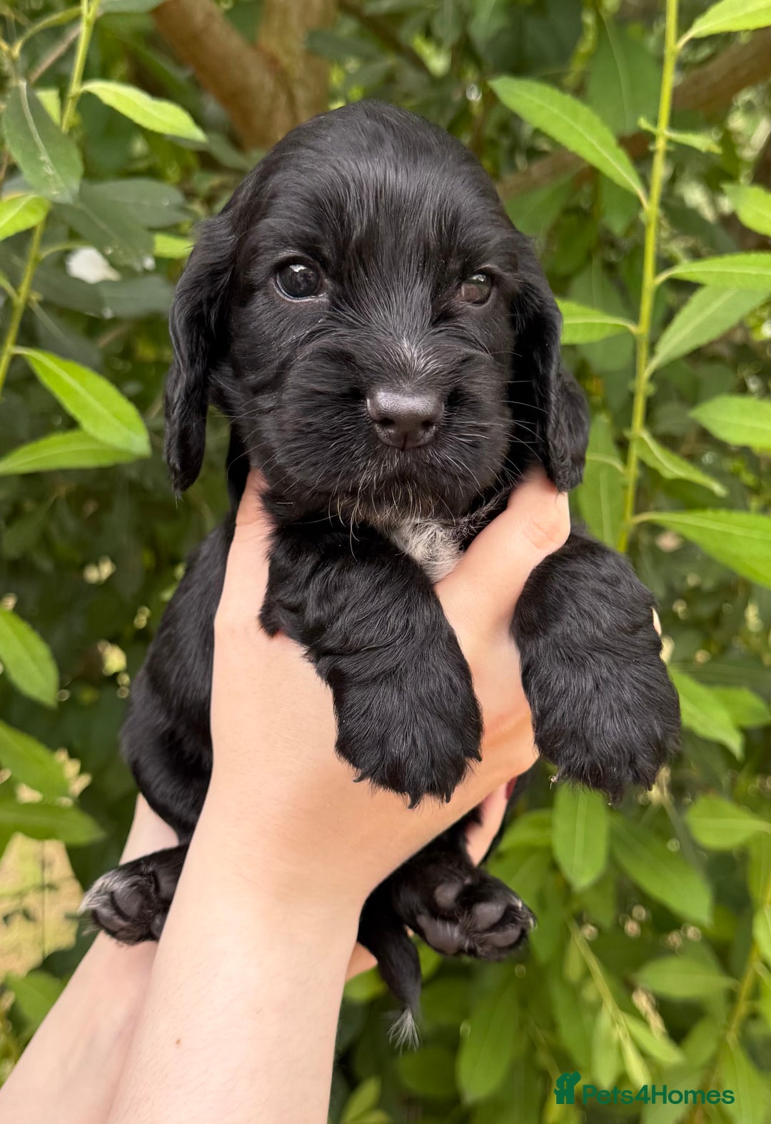 Cocker Spaniel dogs for sale: Show Type Cocker Spaniels - Image 14
