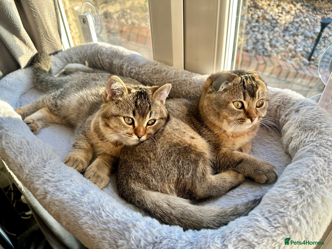 Scottish Fold cats for sale: Scottish fold girl - Advert 5