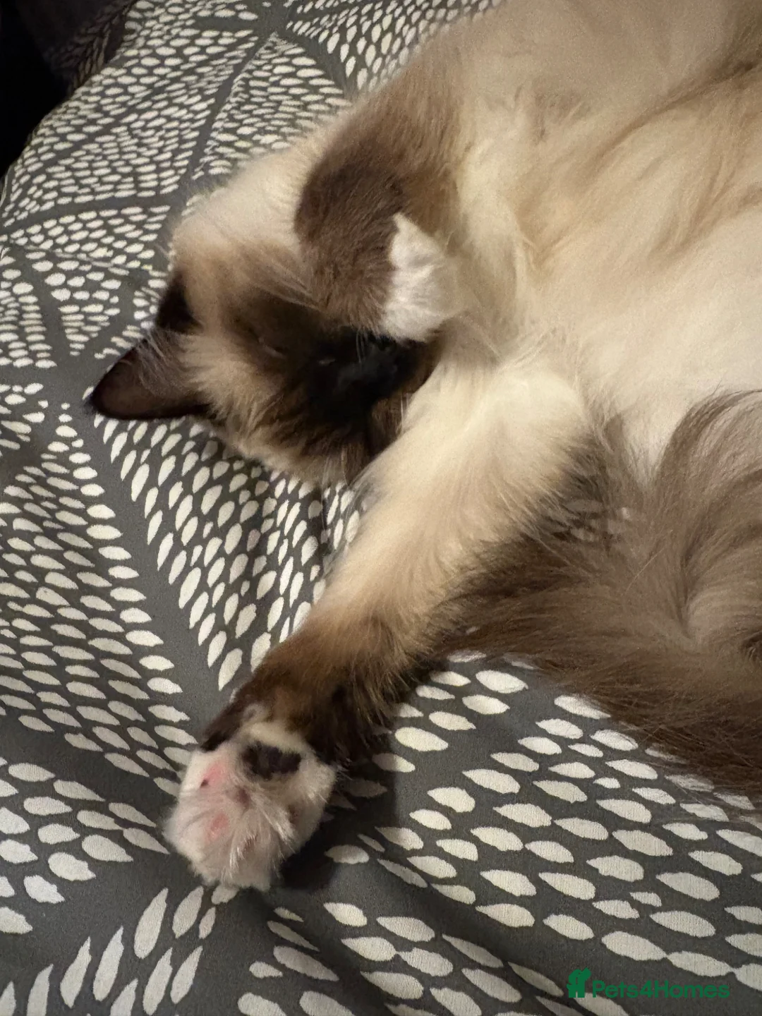 Ragdoll cats for sale: 2.5 year old ragdoll - Advert 2