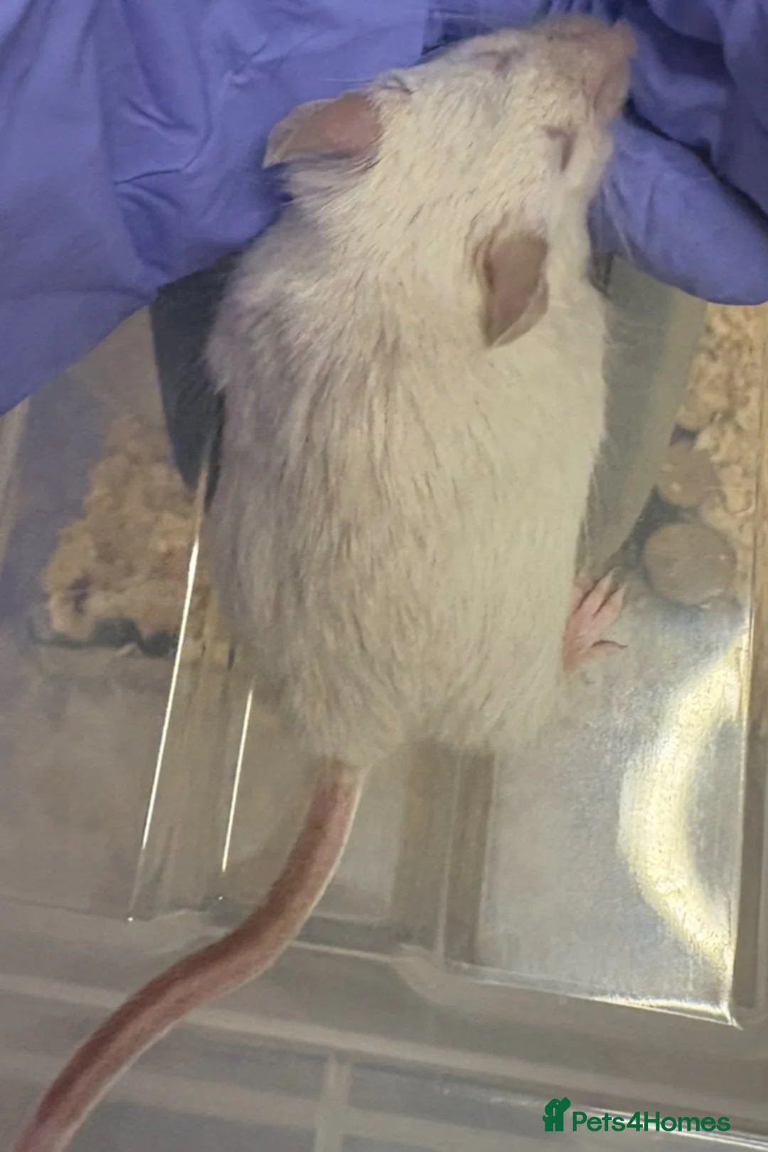 Mouse rodents for sale: Male mouse for rehoming - Free in Walton-on-Thames - Advert 4