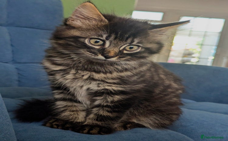 Domestic Shorthair cats - Advert 1