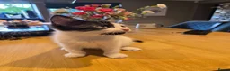 Mixed Breed cats for sale: 2 male kittens  - Advert 5