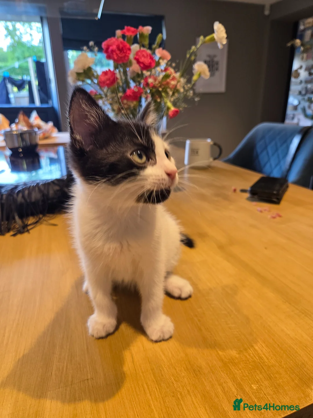 Mixed Breed cats for sale: 2 male kittens  - Advert 5