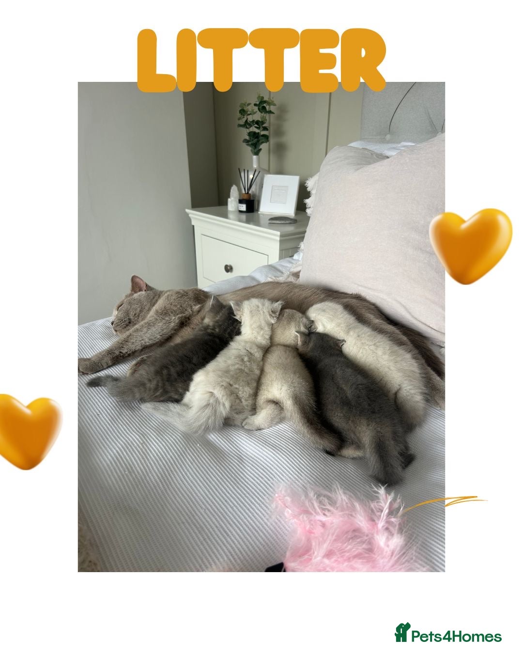 British Shorthair cats for sale: 🐾 Stunning BSH X Scottish Fold Kittens 🐾 - Image 10