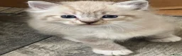 Ragdoll cats for sale: Lovely blue eyed lynx ragdolls kittens  - Advert 10