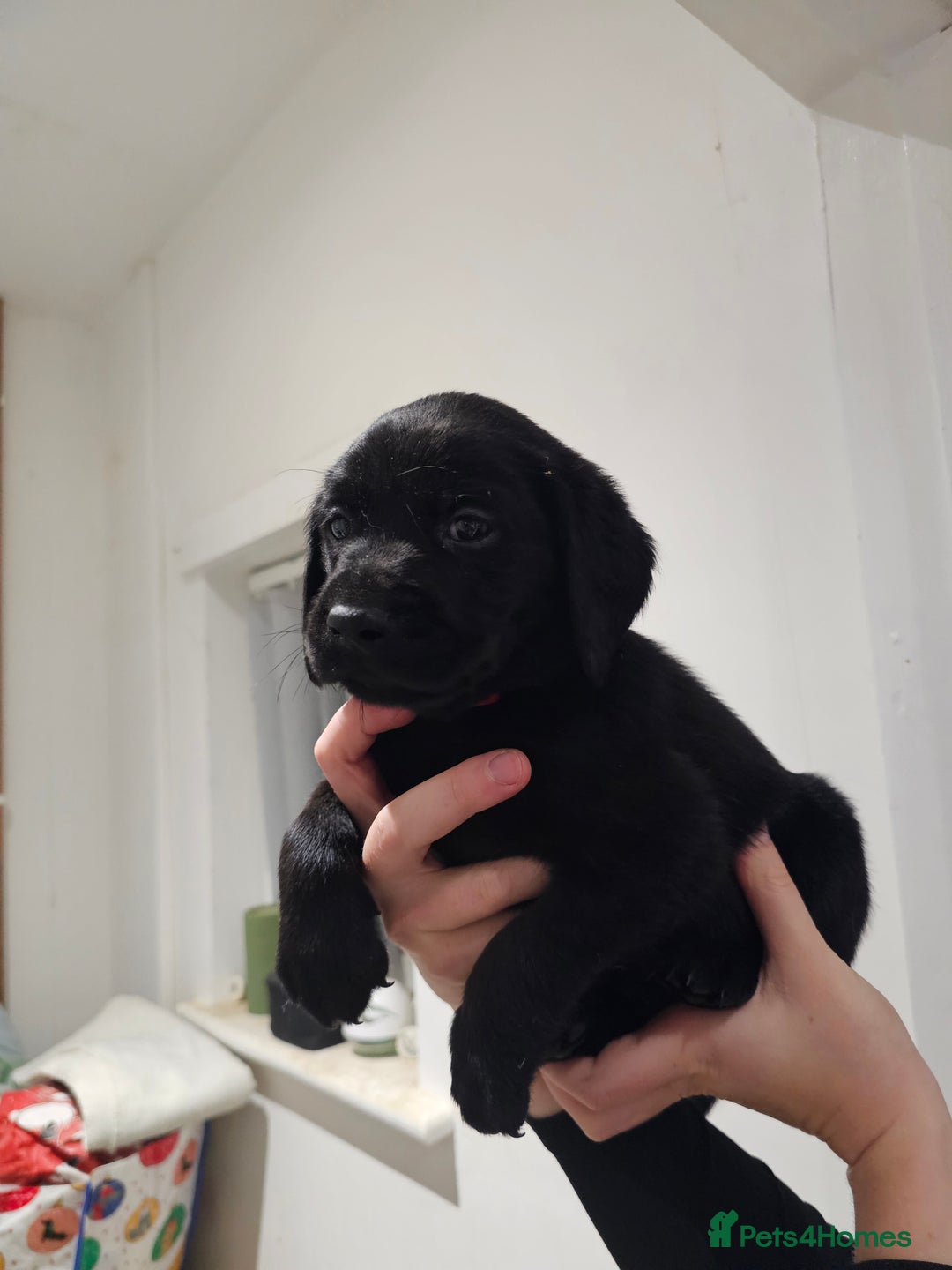 Labrador Retriever dogs for sale: 🐕3 pedigree labs remaing 🐕 - Advert 8