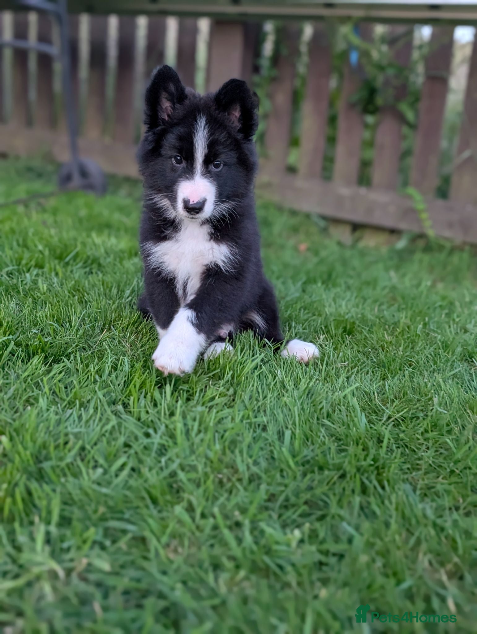 Mixed Breed dogs ✨1 Boy left ✨SWISS SHEPHERD/BORDER COLLIE/HUSKY  - Advert 1