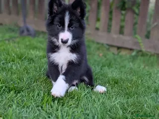 Mixed Breed dogs ✨1 Boy left ✨SWISS SHEPHERD/BORDER COLLIE/HUSKY - Advert 1