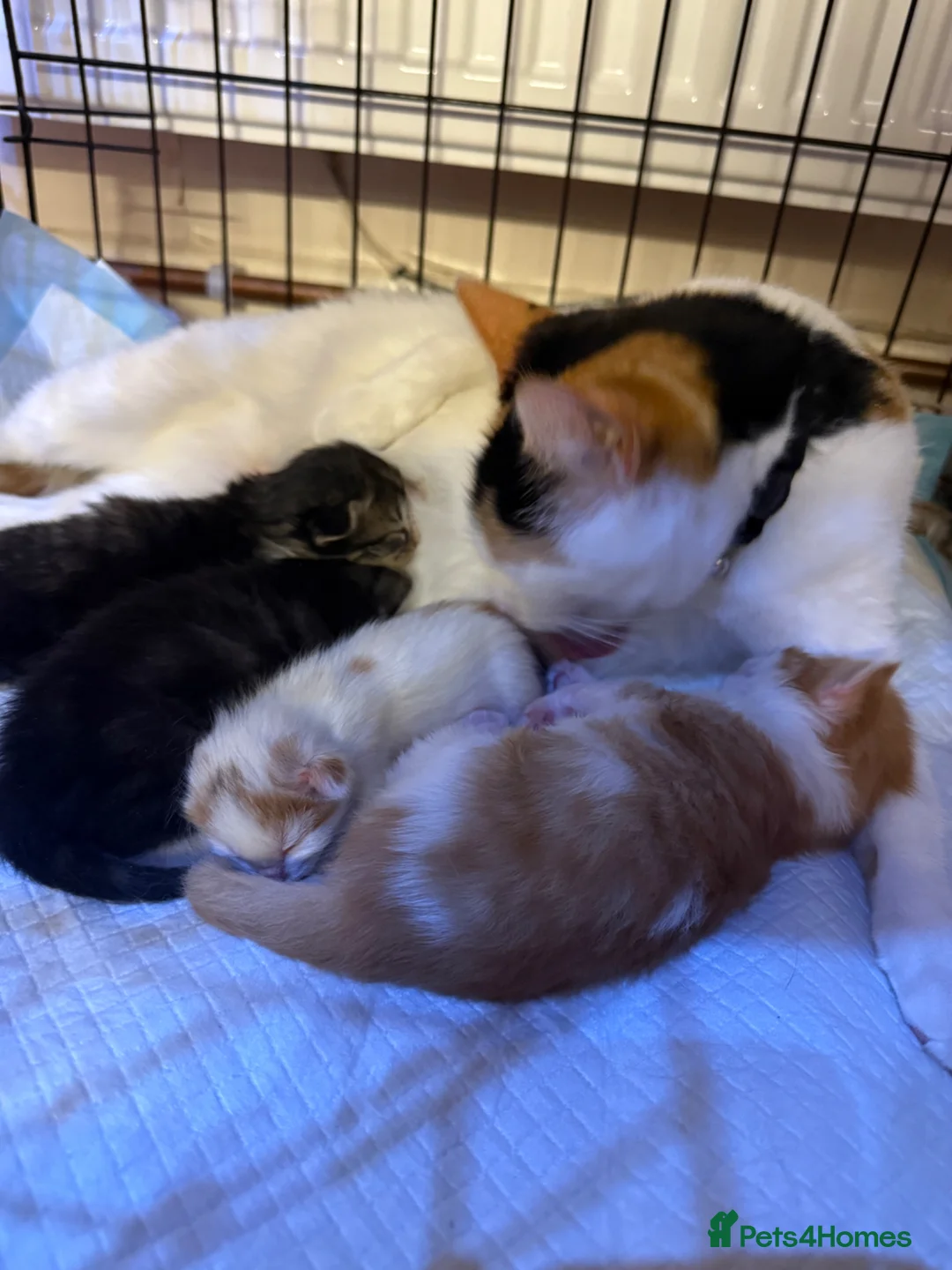 Domestic Shorthair cats for sale: Beautiful kittens ready to leave  - Advert 13