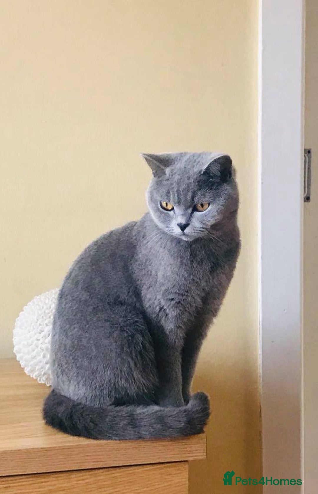 British Shorthair cats for sale: Super Cute British Shorthair babies - Advert 2