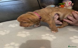 Staffordshire Bull Terrier dogs for sale: Staffy puppy  - Image 11