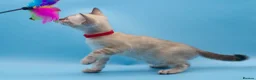 Bengal cats for sale: TICA Registered Snow & Charcoal Bengal Kittens - Advert 8