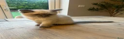 Ragdoll cats for sale: Beautiful Ragdoll boy  in Mansfield - Advert 14
