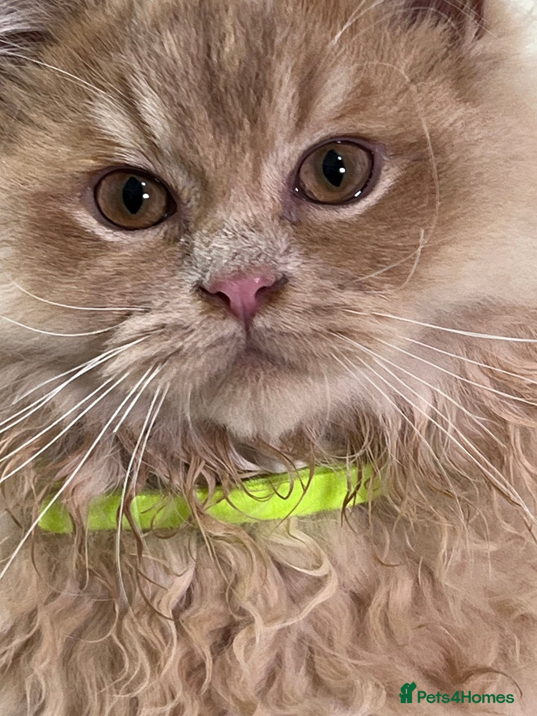 British Shorthair cats for sale: British Longhair & British Shorthair. - Advert 3