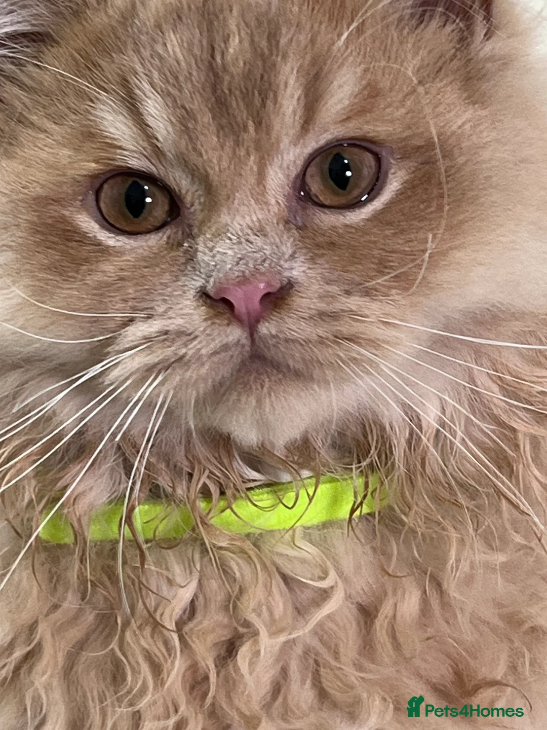 British Shorthair cats for sale: British Longhair & British Shorthair. - Advert 3