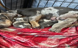 Dachshund dogs for sale: MINIATURE DACHSHUND PUPS FOR SALE  - Image 2