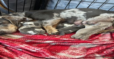 Dachshund dogs - Advert 1