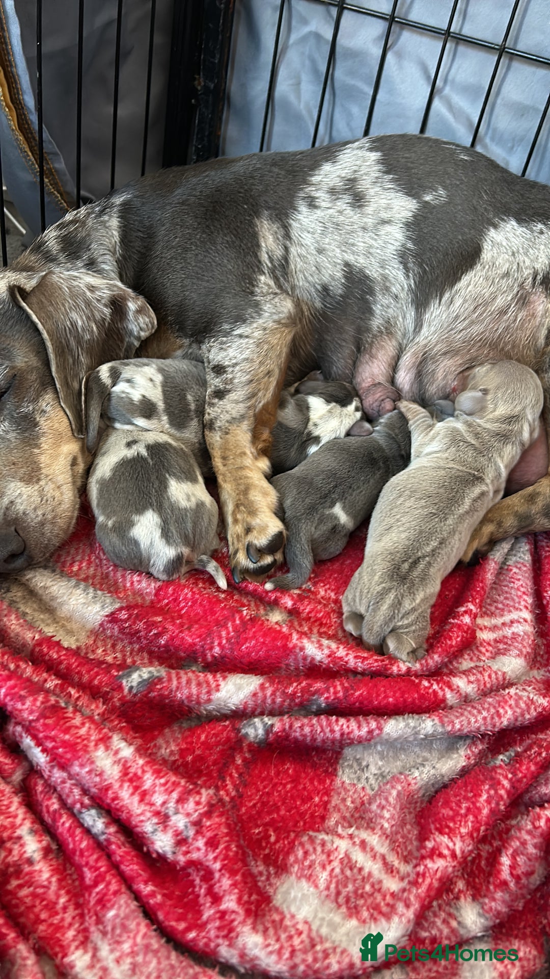 Dachshund dogs for sale: MINIATURE DACHSHUND PUPS FOR SALE  - Image 2