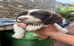 English Springer Spaniel dogs for sale: KC REG English Springer Spaniel - Image 1