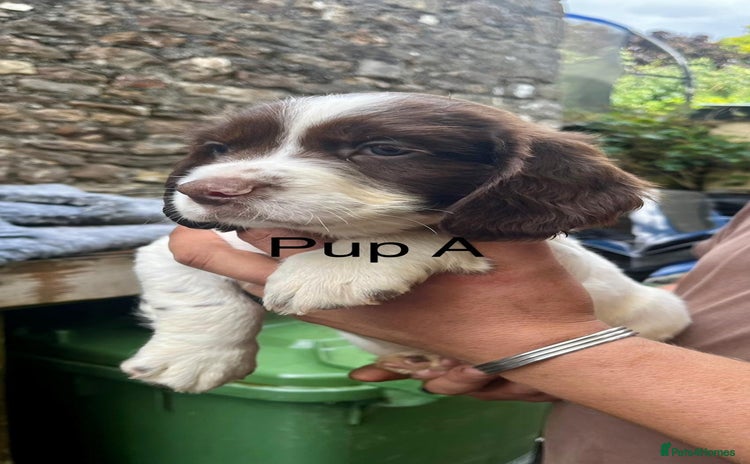 English Springer Spaniel dogs - Advert 3