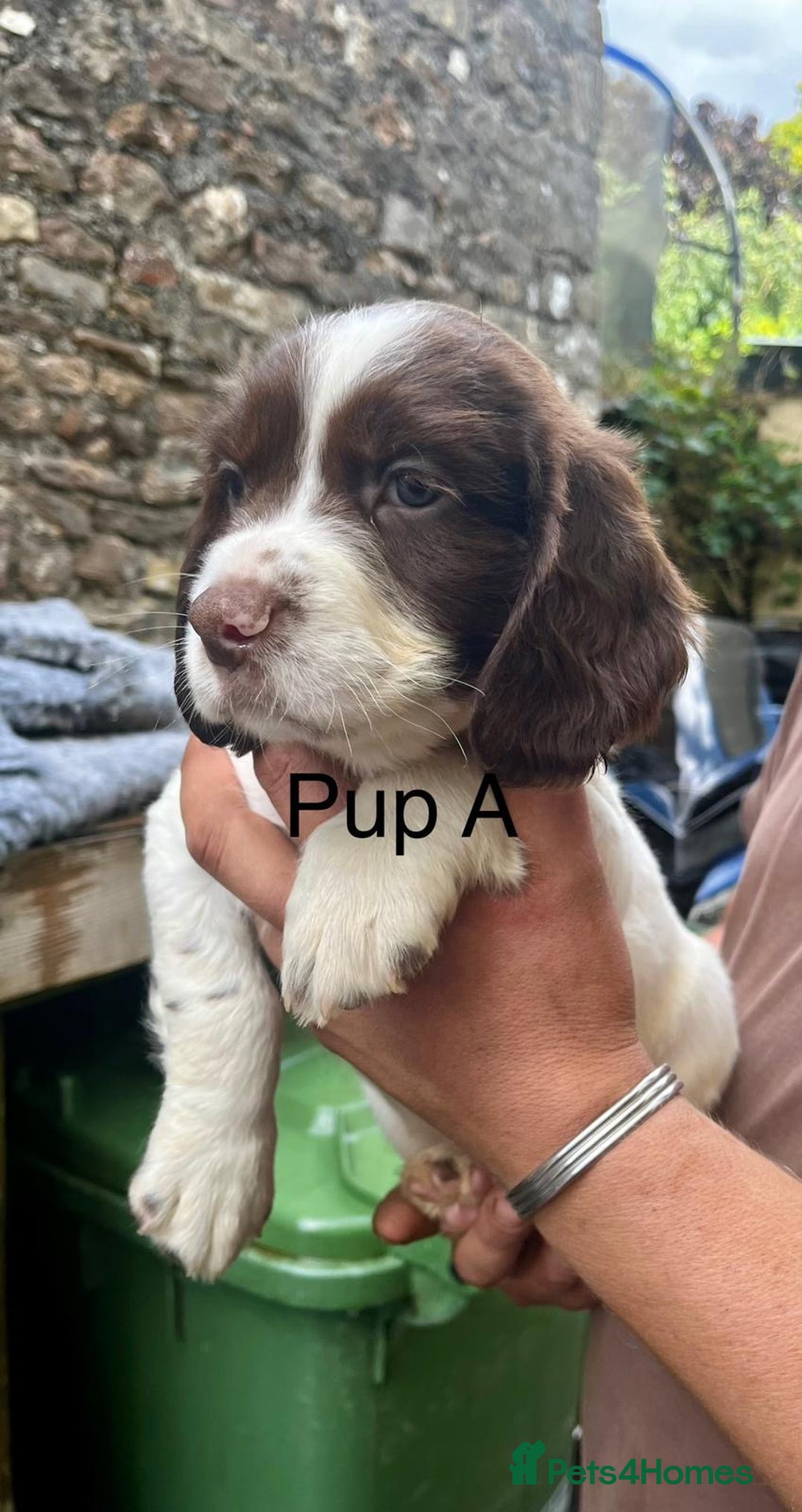 English Springer Spaniel dogs for sale: KC REG English Springer Spaniel - Image 1