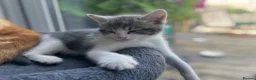 Maine Coon cats for sale: Maine coon crossed kittens for sale - Advert 24