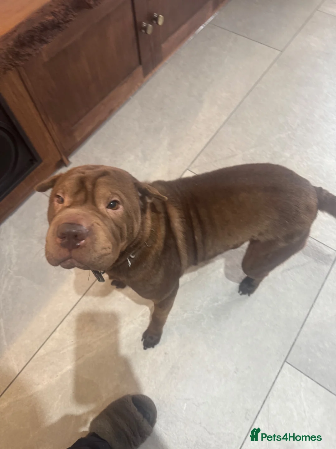 Shar Pei dogs for sale: Coco - loveable dog - Advert 2