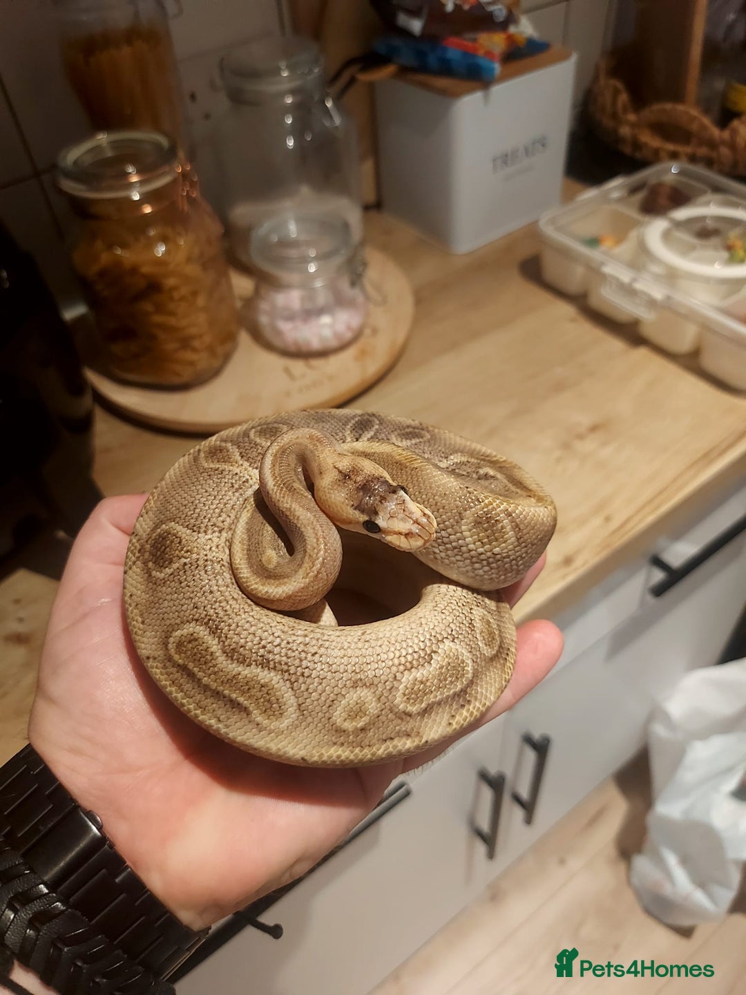 Snake reptiles for sale: Male champagne royal python  - Image 3