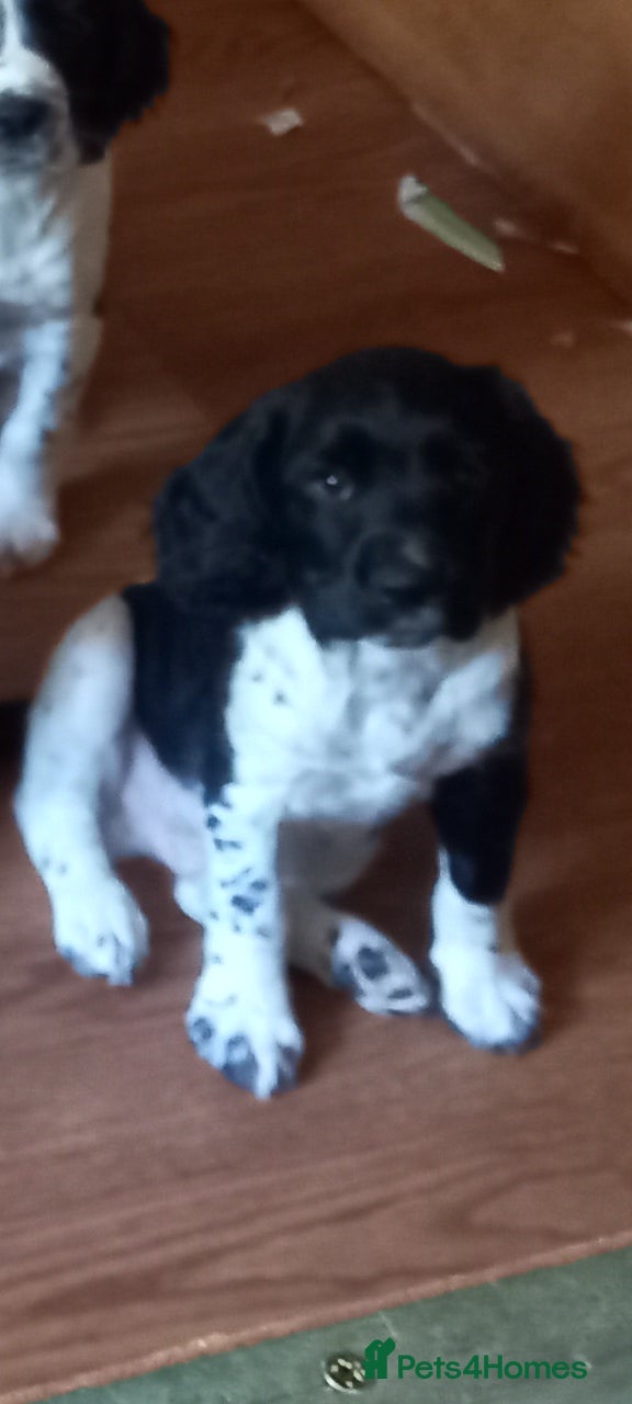 English Springer Spaniel dogs  English Springer spaniel READY TO GO £-750 - Advert 2