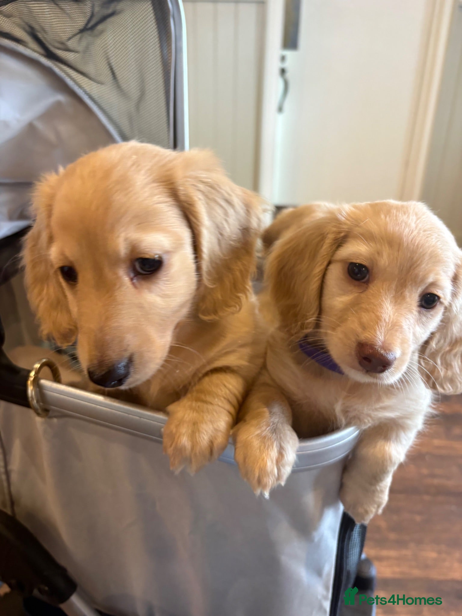Miniature Dachshund dogs Pure cream long haired mini dachshunds - Advert 1