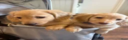 Miniature Dachshund dogs for sale: Pure cream long haired mini dachshunds - Advert 7