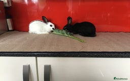 English Spot rabbits for sale: English Rabbits for sale  - Image 5