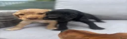 Cocker Spaniel dogs for sale: 2 goldens & 1 black & white cocker spaniel puppies - Advert 23