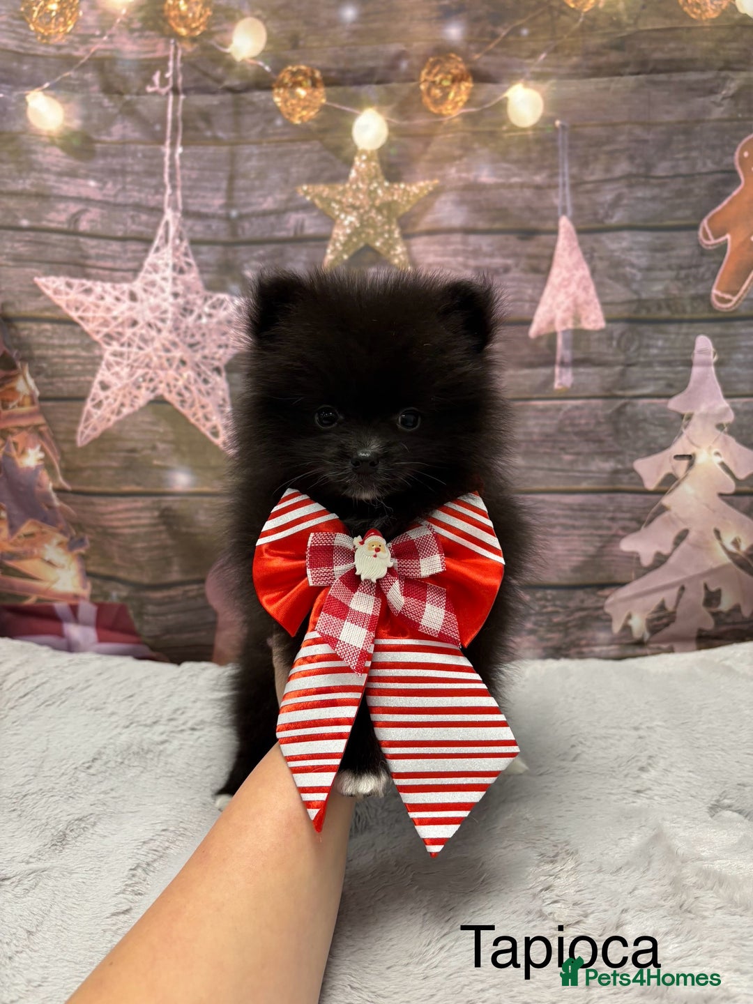 Pomeranian dogs for sale: One Boy Pomeranian left  - Advert 25