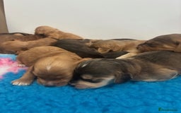 Cockapoo dogs for sale: 👑 Stunning F1 Cockapoo puppies 👑 - Image 3