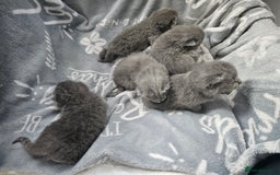 British Shorthair cats for sale: Bella  - Image 2