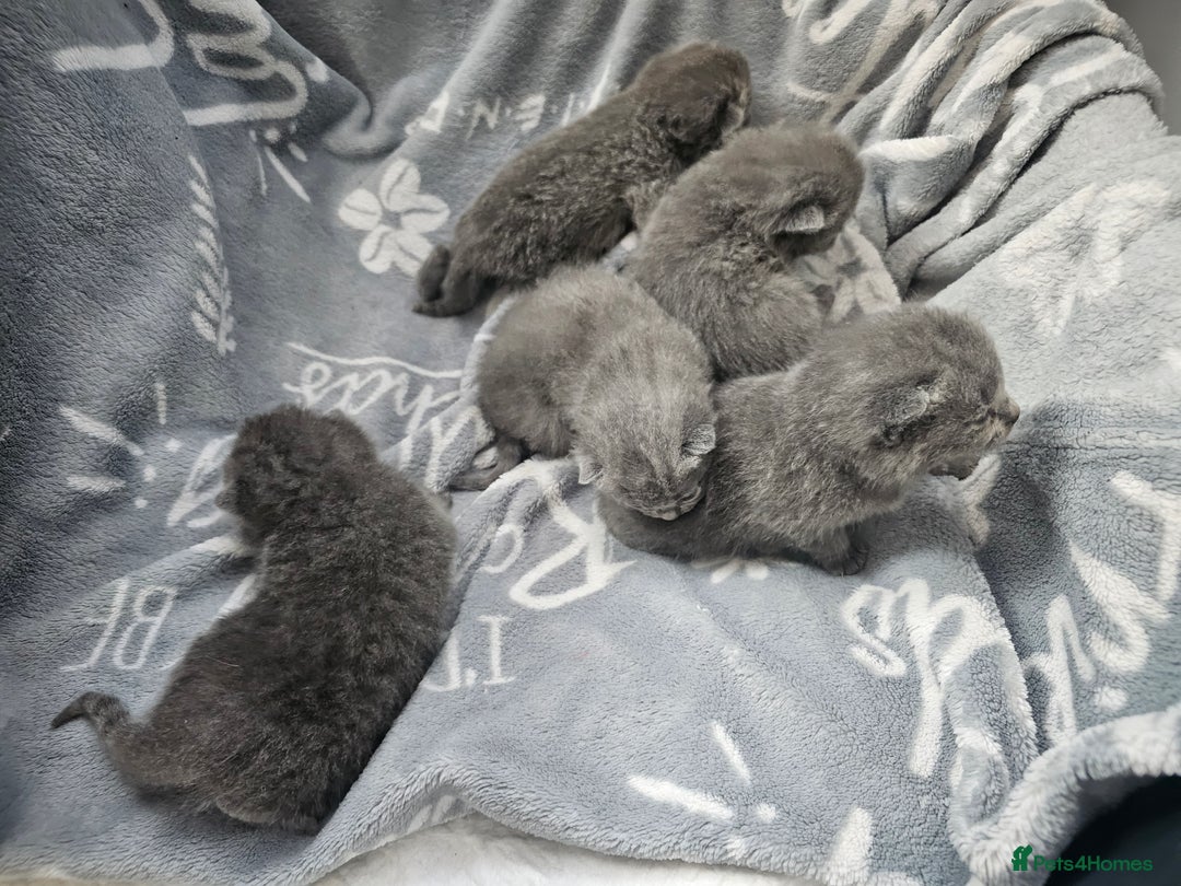British Shorthair cats for sale: Bella  - Image 2