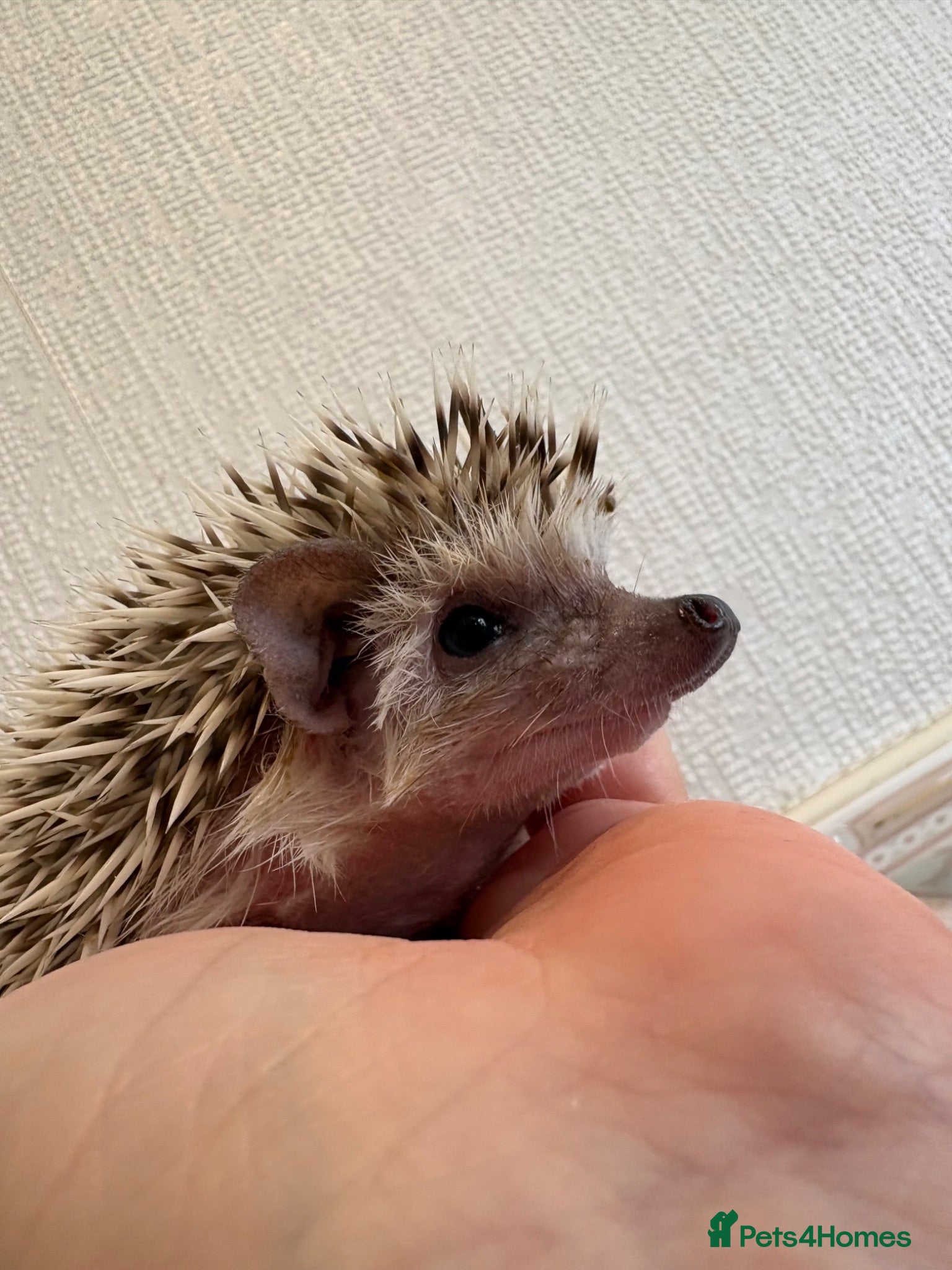 Pygmy Hedgehog rodents Baby Pygmy hedgehogs for sale ready to leave  - Advert 16