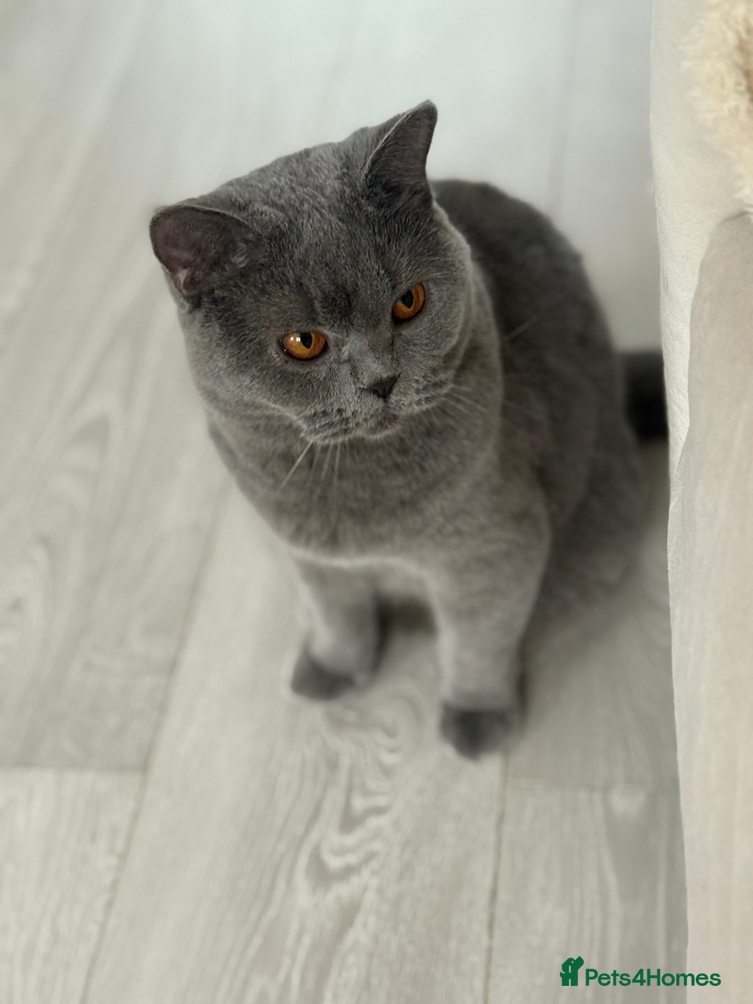 British Shorthair cats for sale: Blue British Shorthair Sisters Sold Together 🌸 - Advert 8