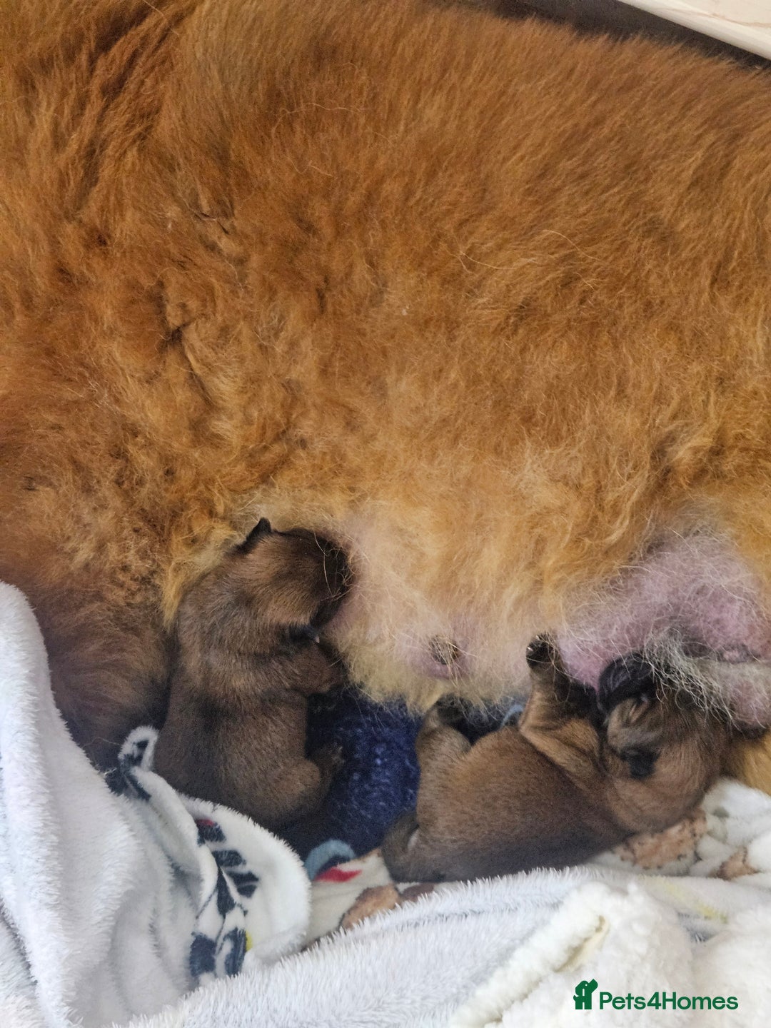 Chow Chow dogs for sale: KC REGISTERED CHOW CHOW GIRL - Advert 8