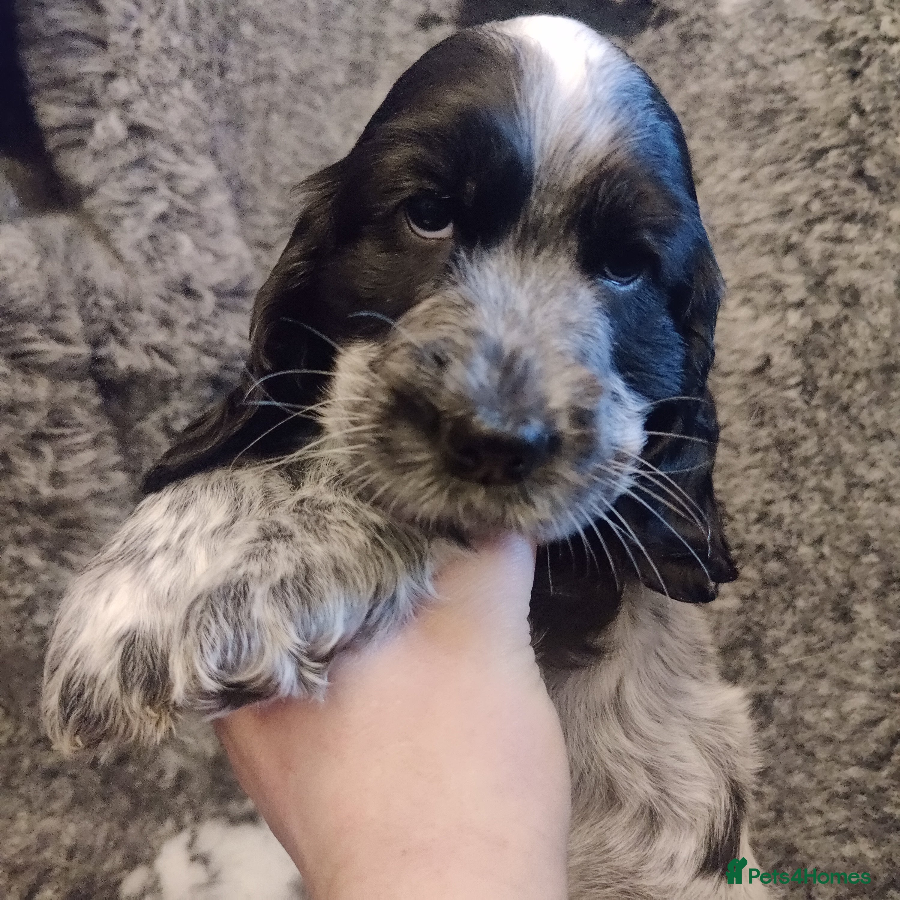 Cocker Spaniel dogs KC Registered Show Type Cocker Spaniel  - Advert 16