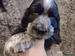 Cocker Spaniel dogs KC Registered Show Type Cocker Spaniel - Advert 2