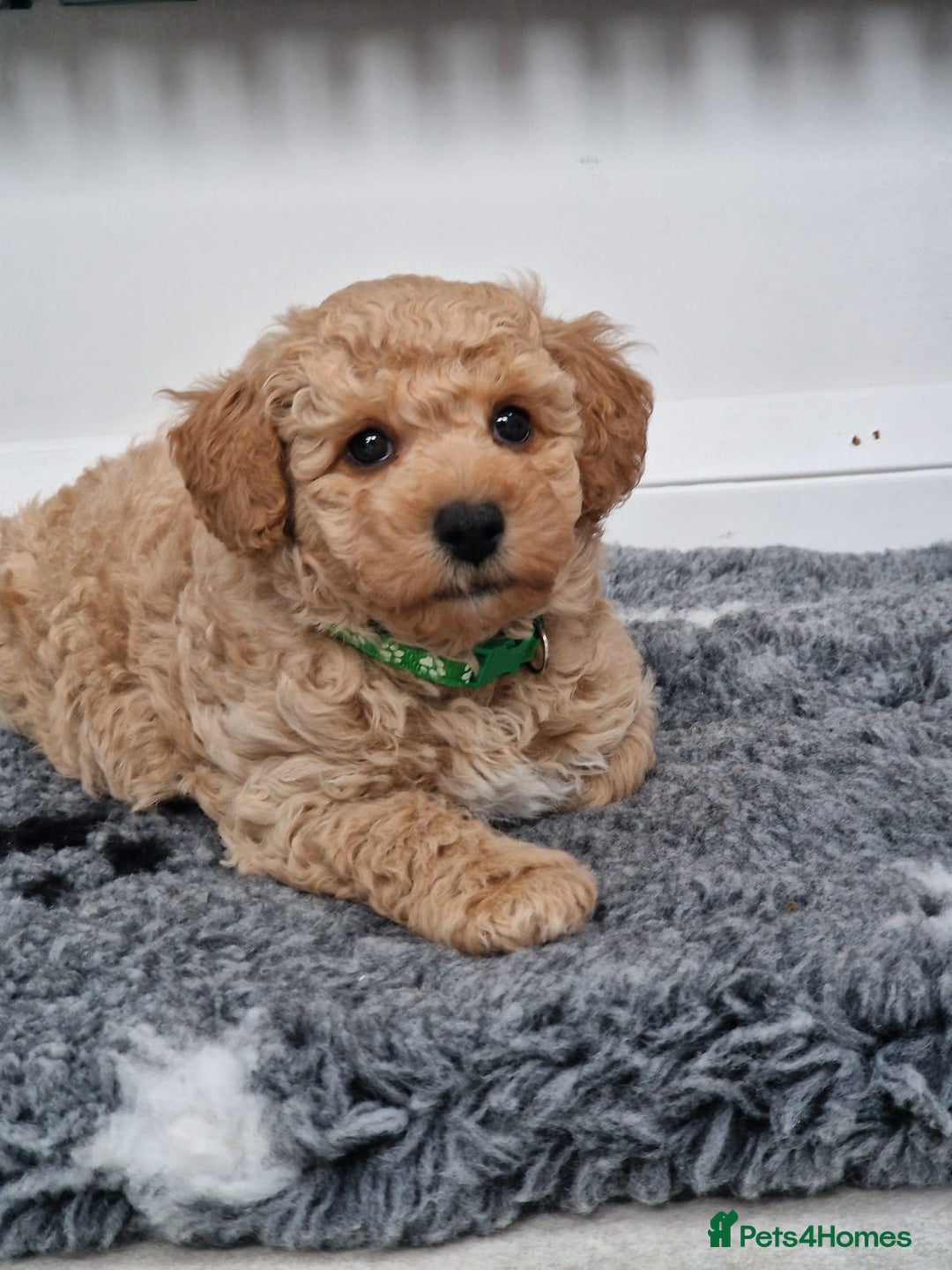 Poochon dogs for sale: Beautiful Poochon Puppies  in Carmarthen - Image 2