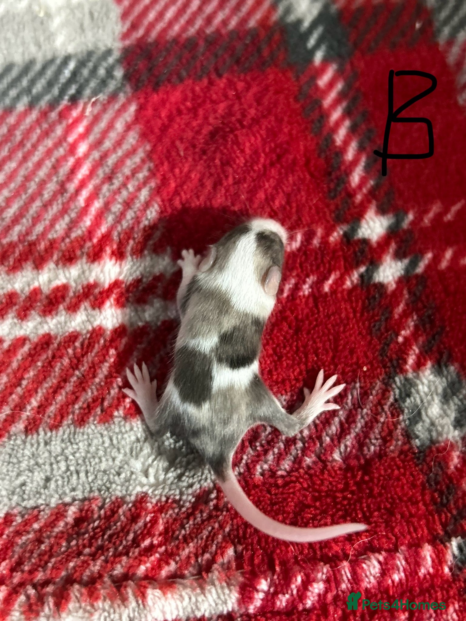 Mouse rodents Baby fancy mice  - Advert 1