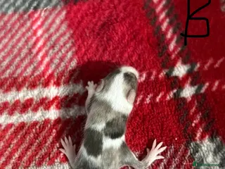 Mouse rodents Baby fancy mice - Advert 1