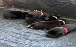 Mixed Breed dogs for sale: Mixed breed Labrador puppies  - Image 11